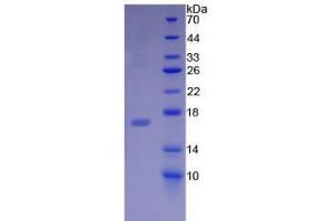 SDS-PAGE analysis of Rat Midkine Protein. (Midkine 蛋白)