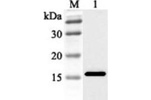Western blot analysis using anti-FABP3 (human), pAb  at 1:2'000 dilution. (FABP3 抗体)