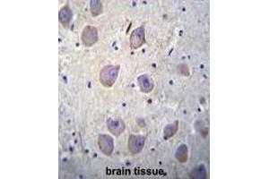 ARRB1 Antibody (C-term) immunohistochemistry analysis in formalin fixed and paraffin embedded human brain tissue followed by peroxidase conjugation of the secondary antibody and DAB staining. (beta Arrestin 1 抗体  (C-Term))
