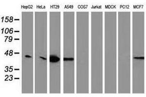 Image no. 2 for anti-Vasodilator-Stimulated phosphoprotein (VASP) antibody (ABIN1501697) (VASP 抗体)