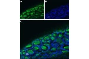 Expression of Serotonin receptor 3B in rat DRG - Immunohistochemical staining of rat dorsal root ganglion (DRG) frozen sections using Anti-5HT3B Receptor (HTR3B) (extracellular)-ATTO Fluor-488 Antibody (ABIN7043623). (Serotonin Receptor 3B 抗体  (Extracellular, N-Term) (Atto 488))