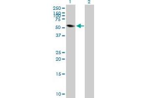 Western Blot analysis of FRK expression in transfected 293T cell line by FRK MaxPab polyclonal antibody. (FRK 抗体  (AA 1-505))