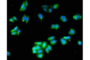 Immunofluorescent analysis of HepG2 cells using ABIN7142300 at dilution of 1:100 and Alexa Fluor 488-congugated AffiniPure Goat Anti-Rabbit IgG(H+L) (HAAO 抗体  (AA 153-223))