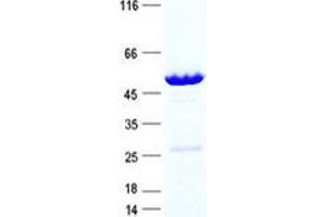 Validation with Western Blot