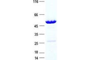 Validation with Western Blot (SERTAD3 Protein (GST tag,His tag))