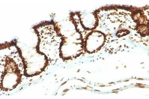 Formalin-fixed, paraffin-embedded rat colon stained with Nuclear marker antibody (NM106). (Nuclear Marker 抗体)
