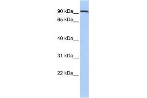WB Suggested Anti-AHRR Antibody Titration:  0. (AHRR 抗体  (Middle Region))
