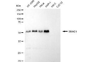 Western blotting analysis using SMAD1 antibody (ABIN7800366).