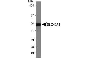 Image no. 1 for anti-Solute Carrier Family 40 (Iron-Regulated Transporter), Member 1 (SLC40A1) (AA 250-300) antibody (ABIN1734333) (SLC40A1 抗体  (AA 250-300))