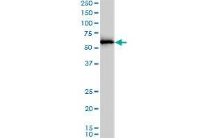 APPBP1 monoclonal antibody (M01), clone 4E8-H3. (NAE1 抗体  (AA 1-534))