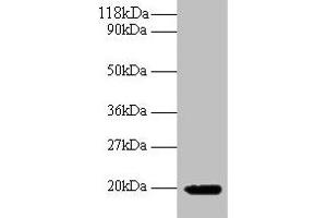 Western blot All lanes: IFNG antibody at 2 μg/mL + 293T whole cell lysate Secondary Goat polyclonal to rabbit IgG at 1/10000 dilution Predicted band size: 20 kDa Observed band size: 20 kDa (Interferon gamma 抗体  (AA 24-162))