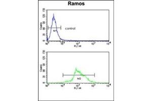 Flow cytometry analysis of Ramos cells using HADHA Antibody (C-term) Cat. (HADHA 抗体  (C-Term))