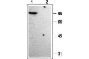Western Blotting (WB) image for anti-Potassium Voltage-Gated Channel, Shaker-Related Subfamily, Member 4 (KCNA4) (AA 589-655), (Intracellular) antibody (ABIN7043525)