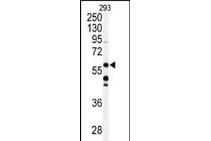 Western blot analysis of anti-CABC1 Antibody (C-term ) (ABIN391179 and ABIN2841277) in 293 cell line lysates (35 μg/lane). (COQ8A 抗体  (C-Term))