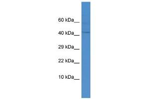 Host:  Rabbit  Target Name:  DUX4  Sample Type:  THP-1 Whole cell lysates  Antibody Dilution:  1. (DUX4 抗体  (Middle Region))