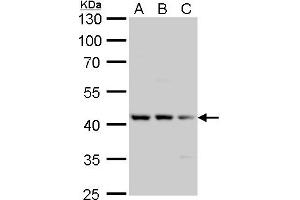WB Image Tau antibody detects Tau protein by Western blot analysis. (MAPT 抗体  (N-Term))