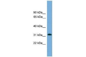 MRPS2 antibody used at 0. (MRPS2 抗体  (Middle Region))