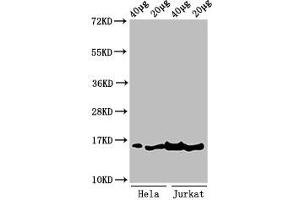 Western Blot Positive WB detected in: Hela cell acid extracts, Jurkat cell acid extracts All lanes: HIST1H3A antibody at 1 μg/mL Secondary Goat polyclonal to rabbit IgG at 1/50000 dilution Predicted band size: 16 kDa Observed band size: 16 kDa (HIST1H3A 抗体  (3meLys36))