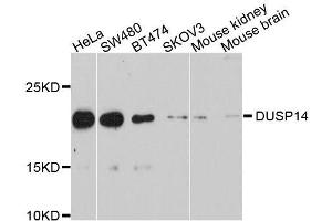 Western blot analysis of extracts of various cell lines, using DUSP14 antibody. (DUSP14 抗体  (AA 1-198))