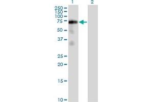 Western Blot analysis of FRS2 expression in transfected 293T cell line by FRS2 monoclonal antibody (M02), clone 1F7-1D6. (FRS2 抗体  (AA 1-341))