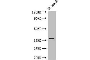 Western Blot Positive WB detected in: Mouse stomach tissue All lanes: PIM3 antibody at 3. (PIM3 抗体  (AA 278-326))