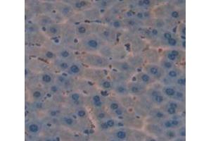 IHC-P analysis of Mouse Tissue, with DAB staining. (ROR1 抗体  (AA 470-707))