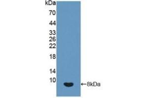 Detection of Recombinant IGF2, Human using Polyclonal Antibody to Insulin Like Growth Factor 2 (IGF2) (IGF2 抗体  (AA 25-91))