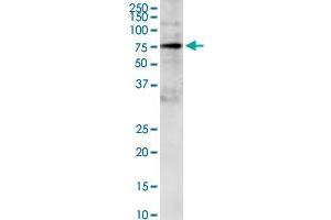 GRB10 monoclonal antibody (M01), clone 1A7. (GRB10 抗体  (AA 61-150))