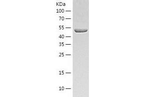 Western Blotting (WB) image for UDP-Glucose 6-Dehydrogenase (UGDH) (AA 1-493) protein (His tag) (ABIN7125648)