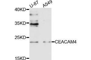 Western blot analysis of extracts of various cell lines, using CEACAM4 antibody (ABIN4903244) at 1:1000 dilution. (CEACAM4 抗体)