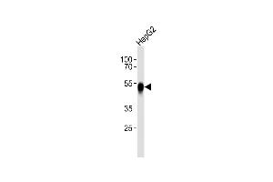 Anti-ASGR2 Antibody (N-term) at 1:1000 dilution + HepG2 whole cell lysates Lysates/proteins at 20 μg per lane. (Asialoglycoprotein Receptor 2 抗体  (N-Term))