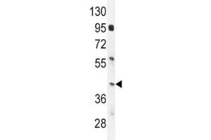 IRF9 antibody western blot analysis in mouse spleen tissue lysate.