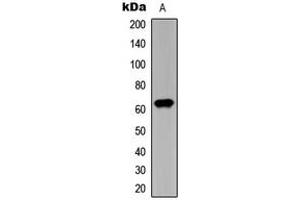 Western blot analysis of CHK2 (pT387) expression in HeLa (A) whole cell lysates. (CHEK2 抗体  (pSer387))