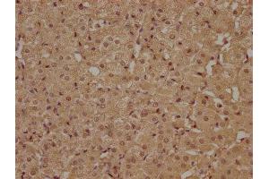 IHC image of ABIN7140207 diluted at 1:100 and staining in paraffin-embedded human adrenal gland tissue performed on a Leica BondTM system. (ATP6AP1L 抗体  (AA 190-209))