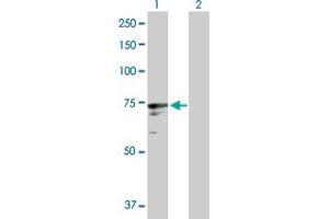 Western Blot analysis of ICK expression in transfected 293T cell line by ICK MaxPab polyclonal antibody. (ICK 抗体  (AA 1-632))