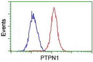 Image no. 2 for anti-Protein tyrosine Phosphatase, Non-Receptor Type 1 (PTPN1) antibody (ABIN1500497) (PTPN1 抗体)