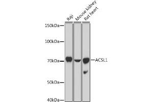 Western blot analysis of extracts of various cell lines, using  antibody (ABIN7265423) at 1:1000 dilution.