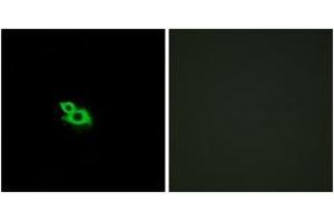 Immunofluorescence (IF) image for anti-Olfactory Receptor, Family 2, Subfamily A, Member 42 (OR2A42) (AA 241-290) antibody (ABIN1535806)