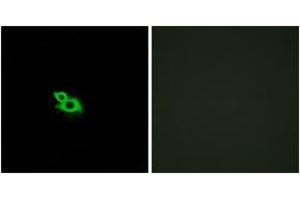 Immunofluorescence analysis of MCF7 cells, using OR2A42 Antibody.