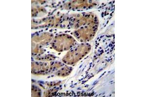 CTSO Antibody (N-term) immunohistochemistry analysis in formalin fixed and paraffin embedded human stomach tissue followed by peroxidase conjugation of the secondary antibody and DAB staining. (CTSO 抗体  (N-Term))