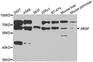 Western blot analysis of extract of various cells, using ARSF antibody. (ARSF 抗体)