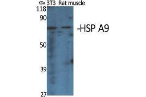 Western Blot (WB) analysis of specific cells using HSP A9 Polyclonal Antibody. (HSPA9 抗体  (C-Term))
