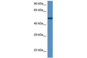 Image no. 1 for anti-Zinc Finger Protein 275 (ZNF275) (AA 350-399) antibody (ABIN6747226) (ZNF275 抗体  (AA 350-399))