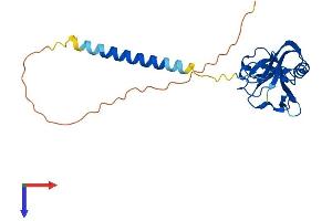 Protein Structure (PS) image for Killer Cell Lectin-Like Receptor Subfamily K, Member 1 (KLRK1) (AA 1-216) protein (His tag) (ABIN7554719)
