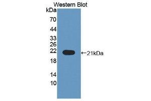 Western Blotting (WB) image for anti-Interleukin 1 Receptor Antagonist (IL1RN) (AA 24-174) antibody (ABIN3209022) (IL1RN 抗体  (AA 24-174))