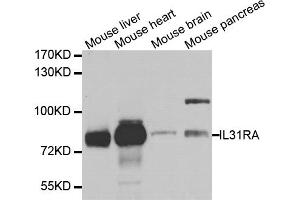 Western blot analysis of extracts of various cell lines, using IL31RA antibody. (IL31RA 抗体)