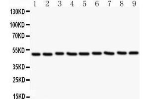 Western Blotting (WB) image for anti-C-Src tyrosine Kinase (CSK) (AA 2-204) antibody (ABIN3042764) (CSK 抗体  (AA 2-204))