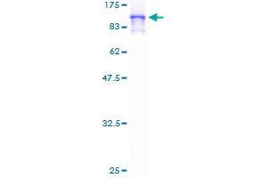 TNXB Protein (AA 1-673) (GST tag)