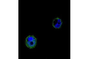 Confocal immunofluorescent analysis of VPS52 Antibody (C-term) (ABIN654879 and ABIN2844533) with MCF-7 cell followed by Alexa Fluor® 488-conjugated goat anti-rabbit lgG (green). (VPS52 抗体  (C-Term))