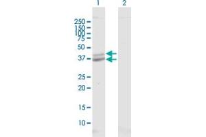Western Blot analysis of POLDIP2 expression in transfected 293T cell line by POLDIP2 MaxPab polyclonal antibody. (POLDIP2 抗体  (AA 1-368))